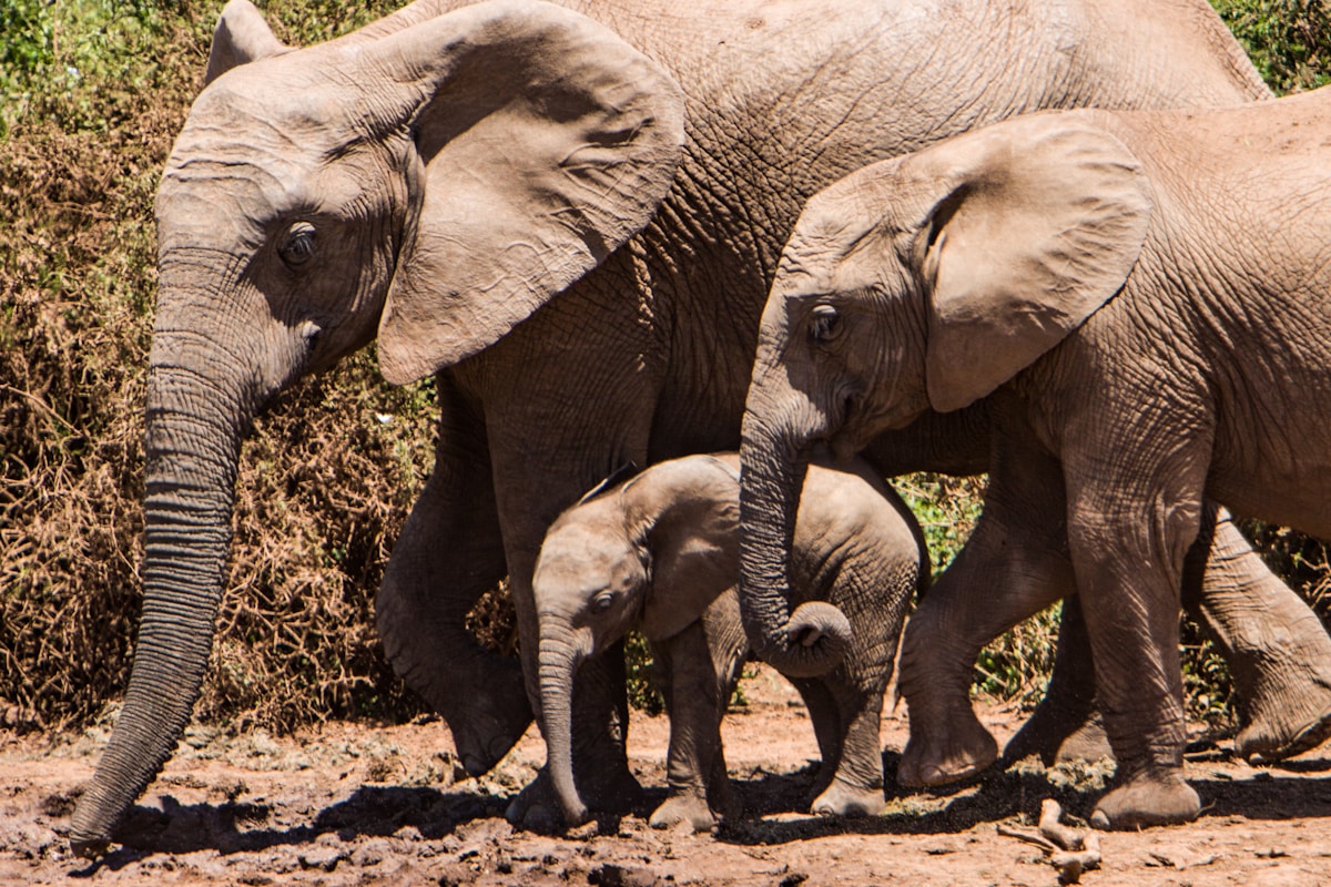 African elephants gathered at a waterhole in Addo Elephant National Park