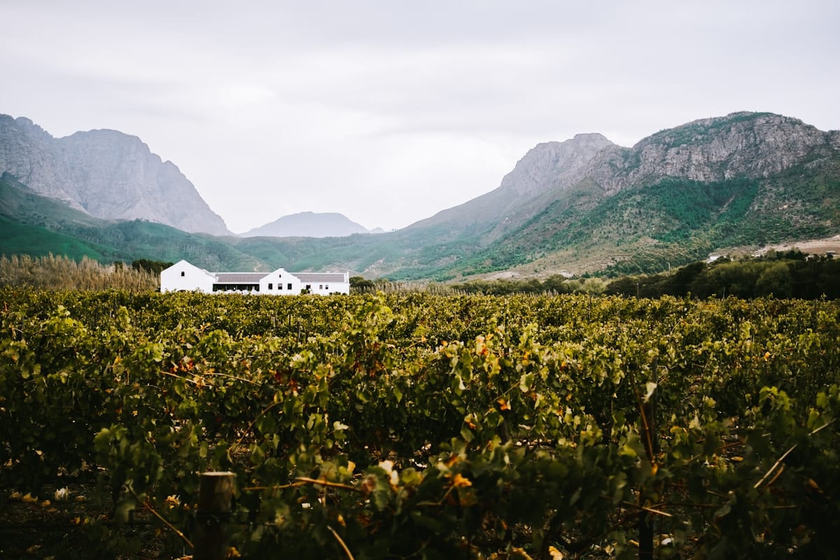 Vineyard rows beneath the Franschhoek mountains with a white Cape Dutch homestead, Cape Winelands, South Africa