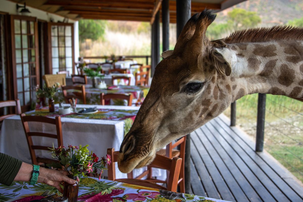 Giraffe approaching a dining table on an outdoor deck at a luxury safari lodge in South Africa
