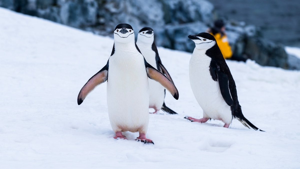 African penguins waddling on the white sand at Boulders Beach with granite boulders in the background