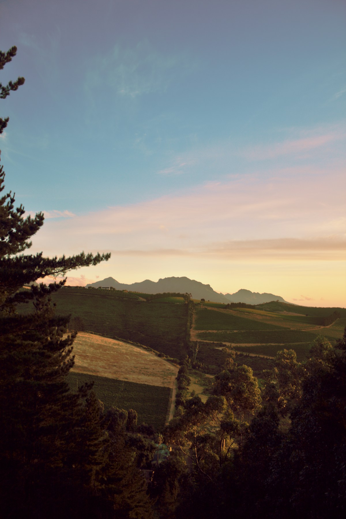 Vineyard landscape at sunset with the Stellenbosch Mountains in the background, Cape Winelands, South Africa