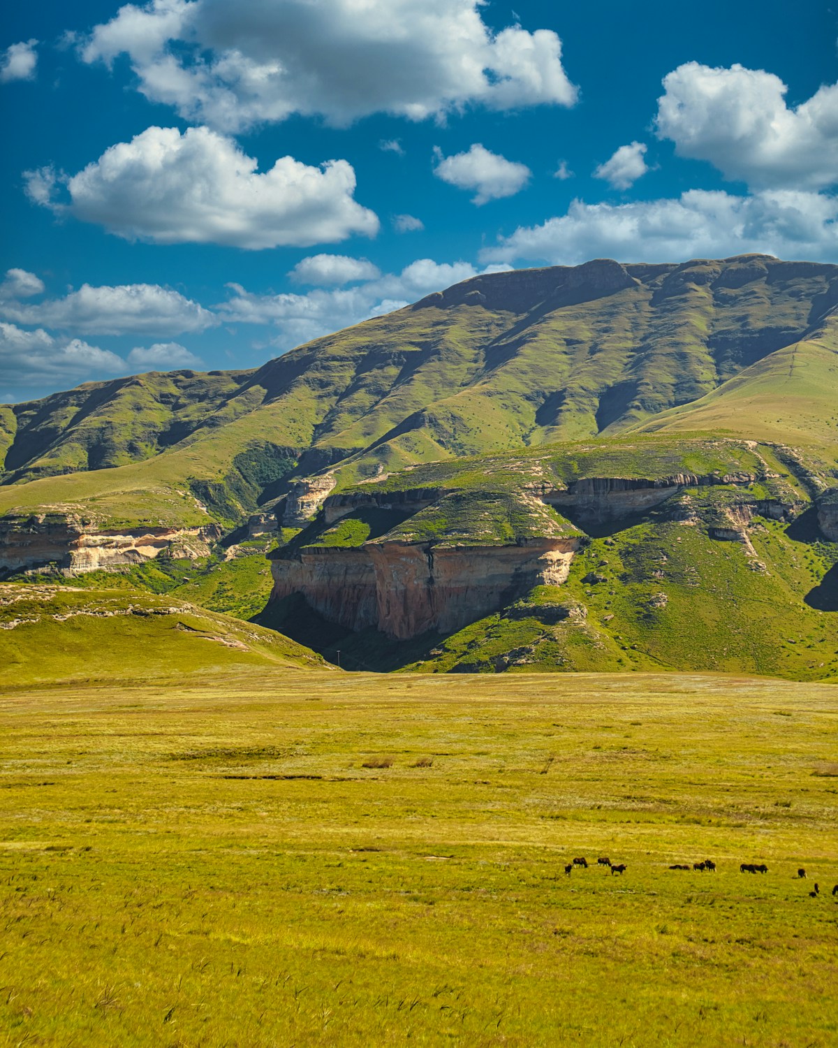 Green sandstone mountains and grassland meadow in the Drakensberg foothills, KwaZulu-Natal, South Africa