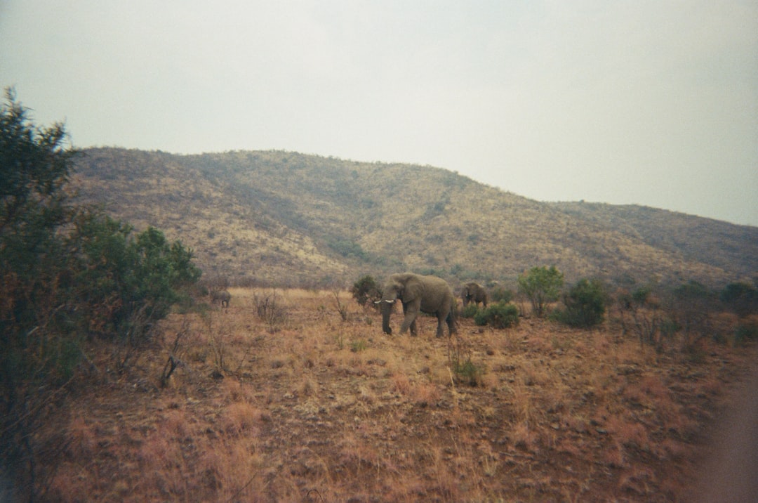 Elephants walking through dry savanna grassland with hills in the background, South Africa