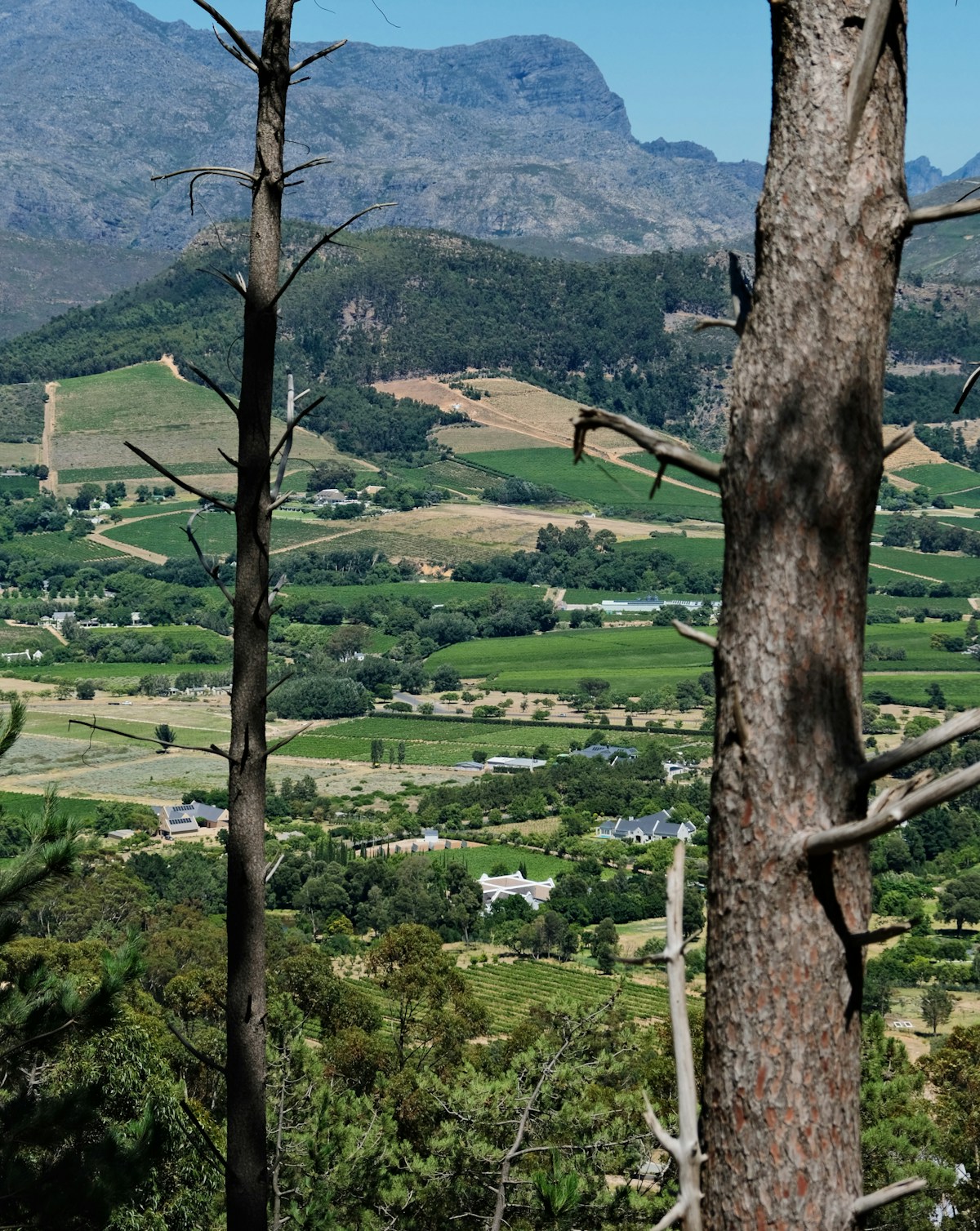 Franschhoek valley with vineyards and mountain backdrop, Cape Winelands, South Africa