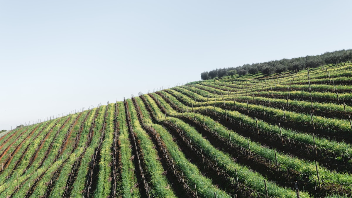 Vineyard rows on rolling hills in the Franschhoek valley, Western Cape, South Africa