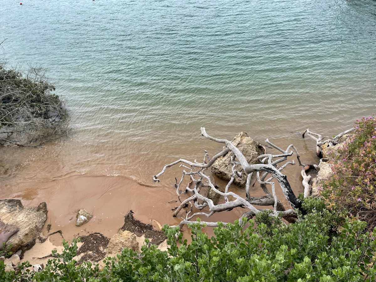 Driftwood and turquoise water at Featherbed Nature Reserve, Knysna, Garden Route, South Africa