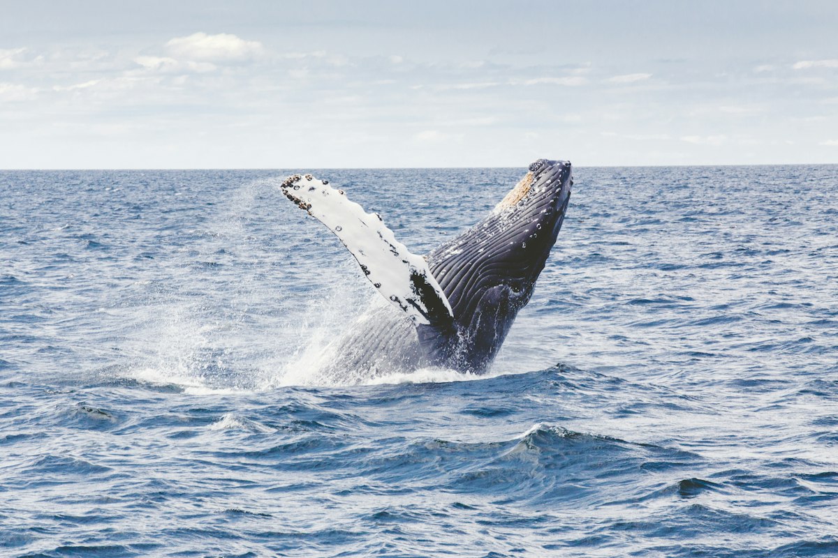 Southern right whale breaching in Walker Bay near Hermanus, South Africa