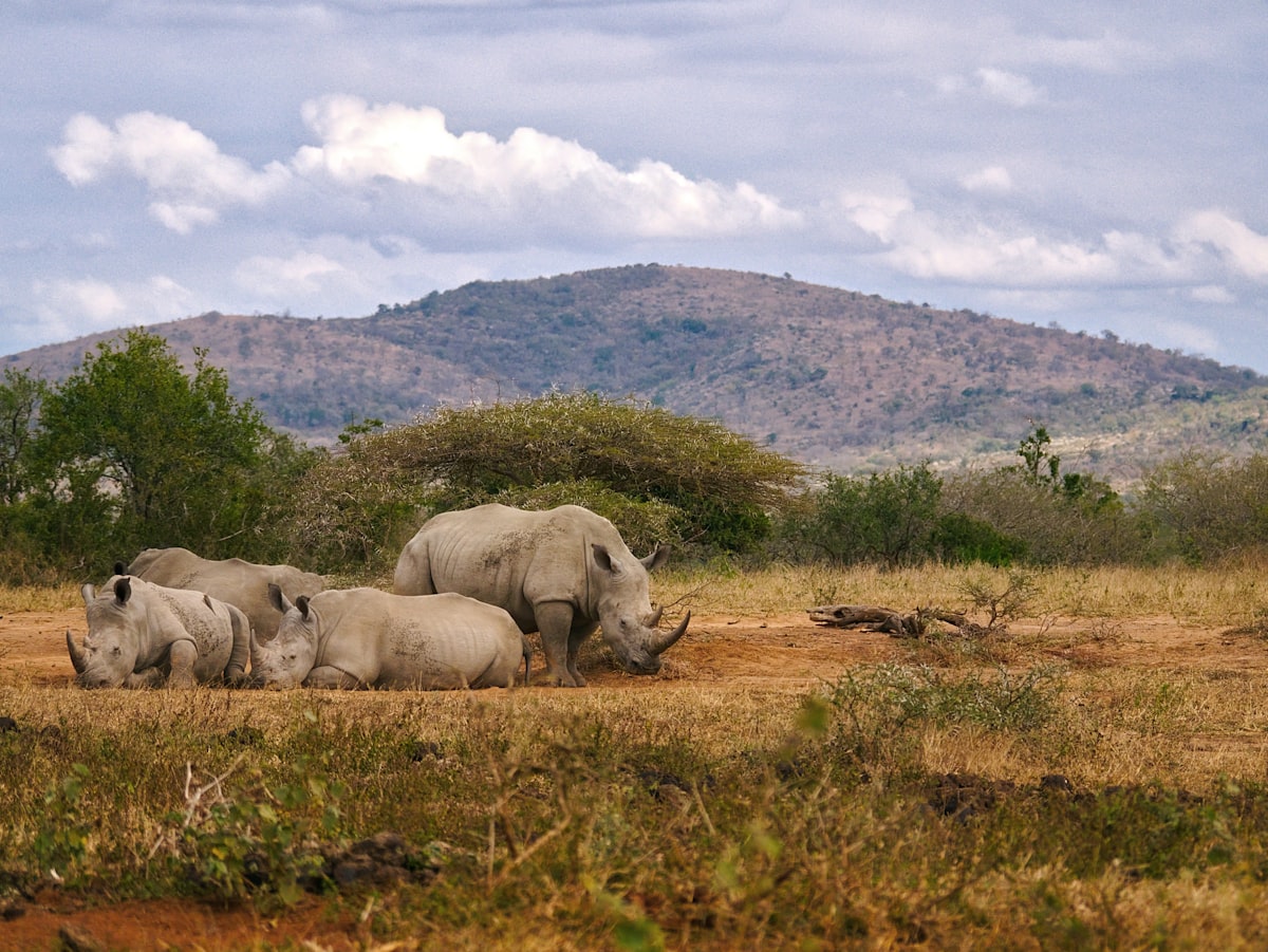 White rhino group in Hluhluwe-iMfolozi Park, KwaZulu-Natal, South Africa
