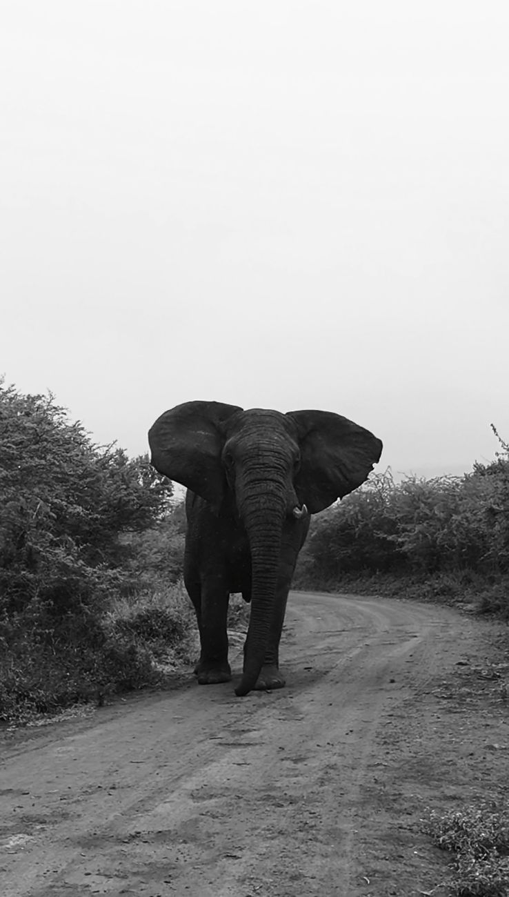 Elephant on a dirt track inside Hluhluwe-iMfolozi Park, KwaZulu-Natal