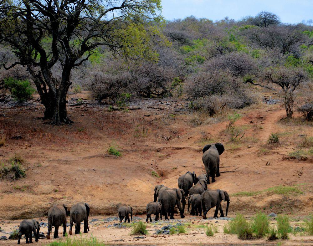 Herd of African elephants walking through dry bushveld in Kruger National Park