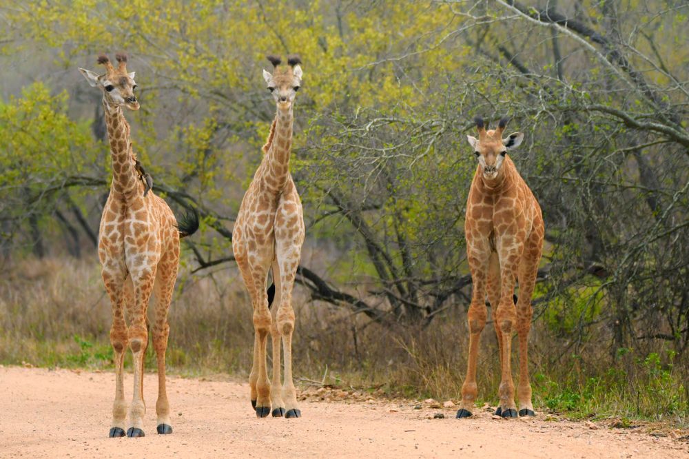 Three young giraffes standing on a sandy bush track in Kruger National Park