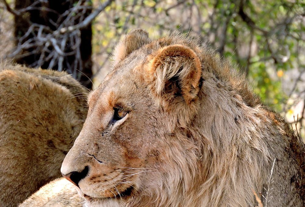 Close-up portrait of a young lion resting in the bush, Kruger area, South Africa