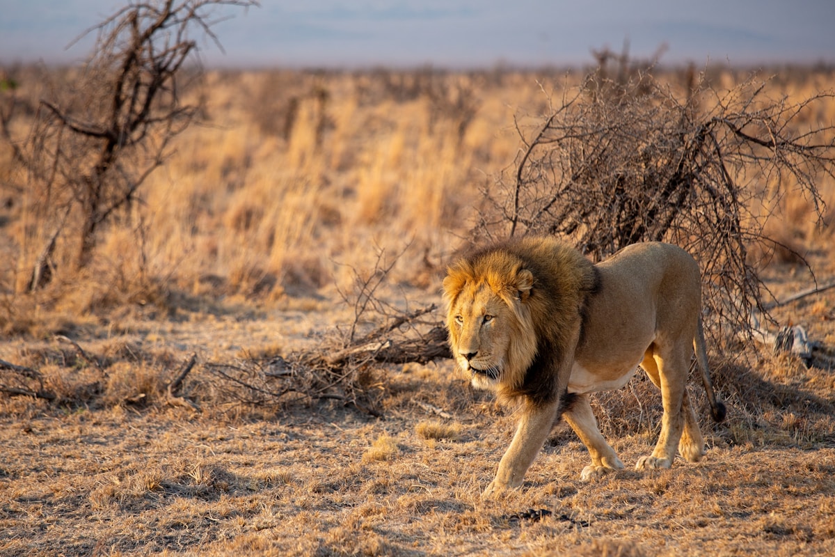 Male lion walking across dry golden grass in Kgalagadi Transfrontier Park, South Africa
