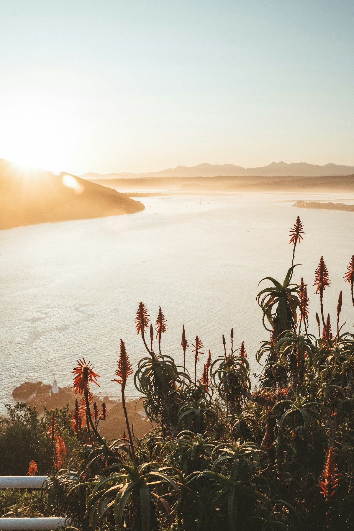 Knysna lagoon at golden hour with aloes and mountain backdrop, Garden Route, South Africa
