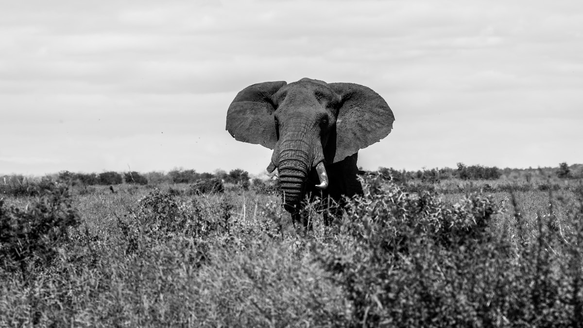 A herd of elephants at a waterhole in Kruger National Park at sunset