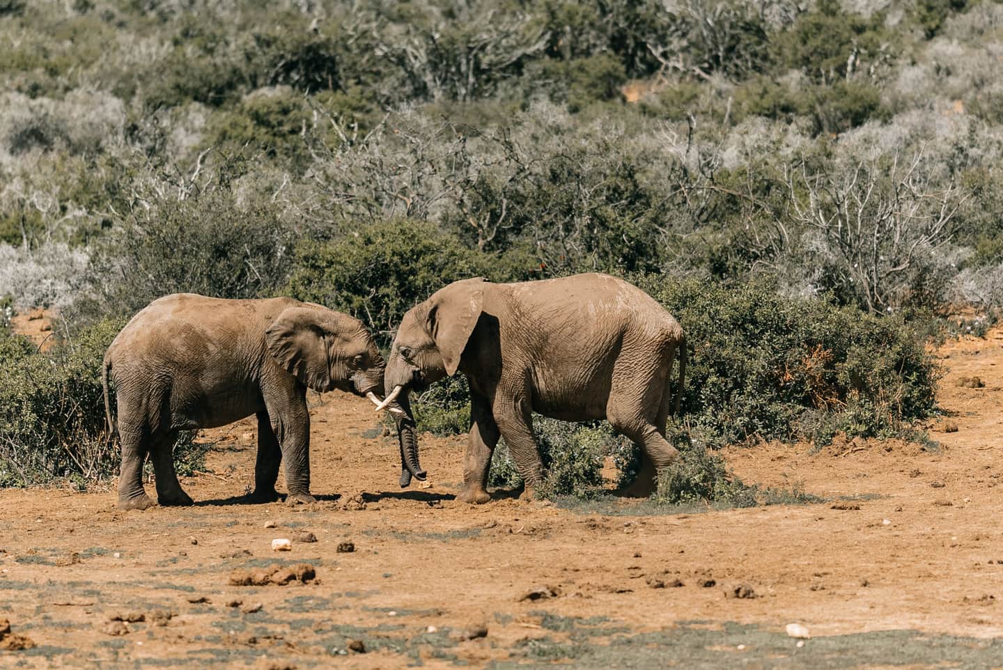 Elephants at a waterhole in Kruger National Park during dry season