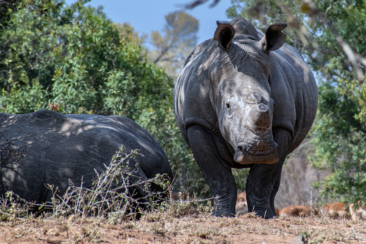 Two white rhinos in the African bush at Kruger National Park, South Africa