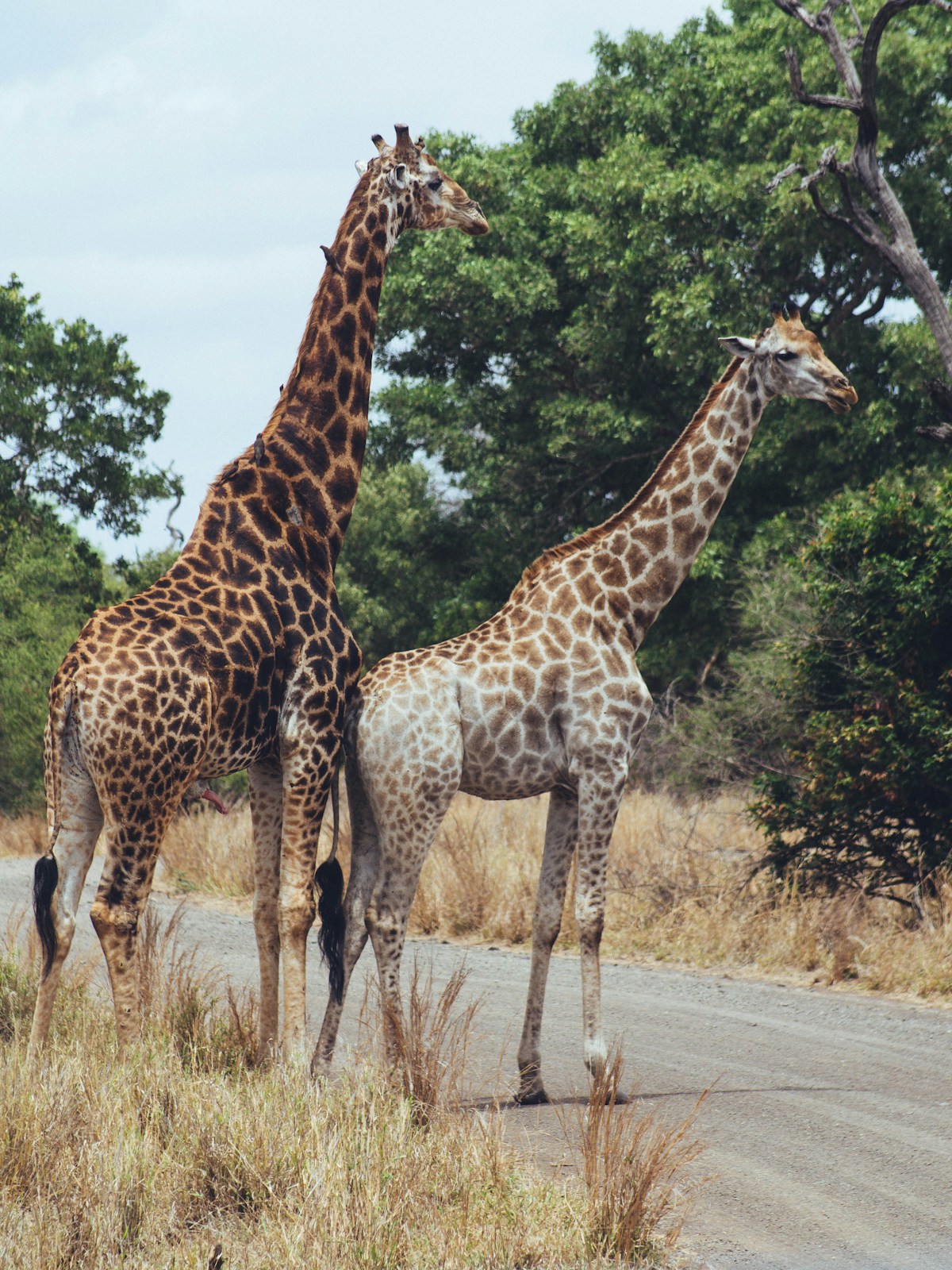 Two giraffes blocking a tar road in Kruger National Park — a typical self-drive encounter, South Africa