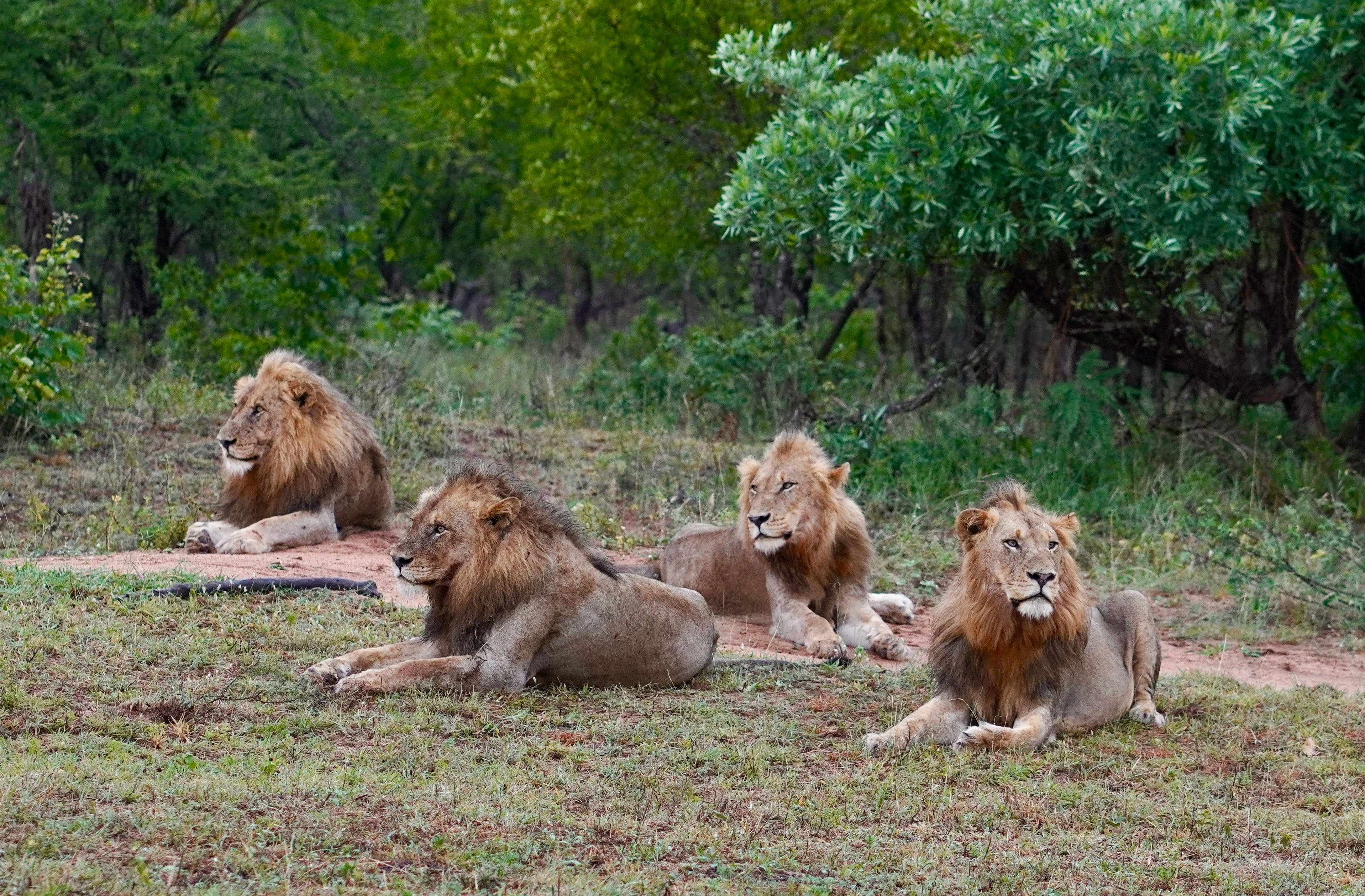 Four male lions resting in the grass in Kruger National Park, South Africa