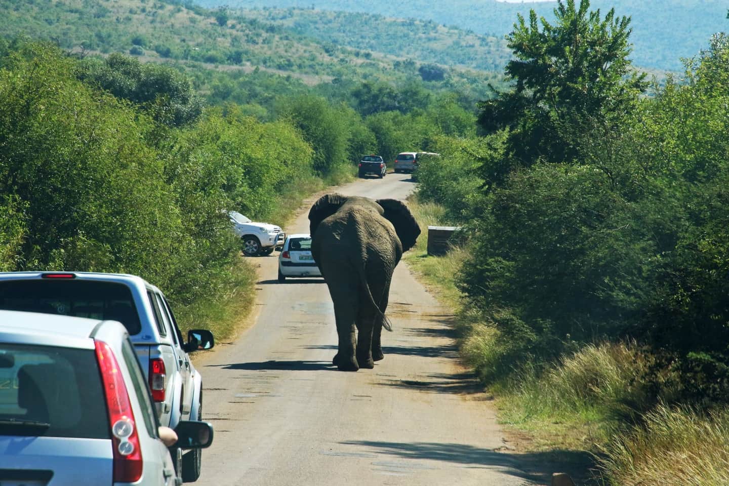 African elephants gathered at a waterhole in Addo Elephant National Park