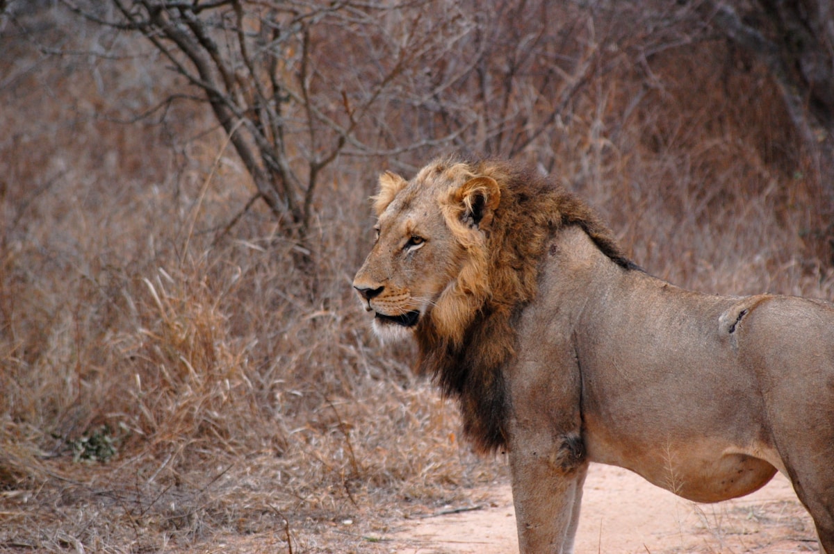 Male lion standing alert in the dry bush of Kruger National Park, South Africa