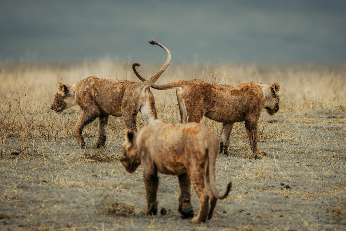 Lion cubs walking across dry savanna grass in the African bush, South Africa