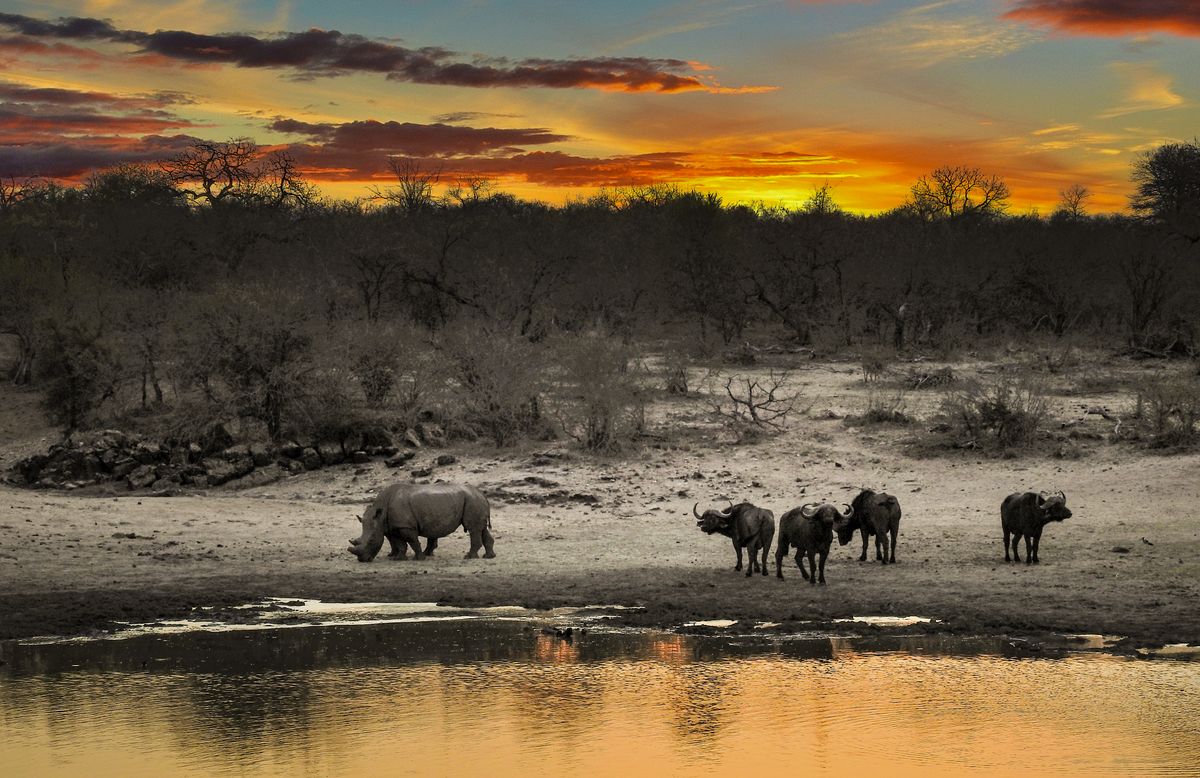 A herd of elephants at a waterhole in Kruger National Park during the dry season
