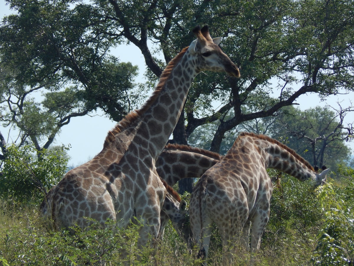 Two giraffes in the bush at Kruger National Park, South Africa