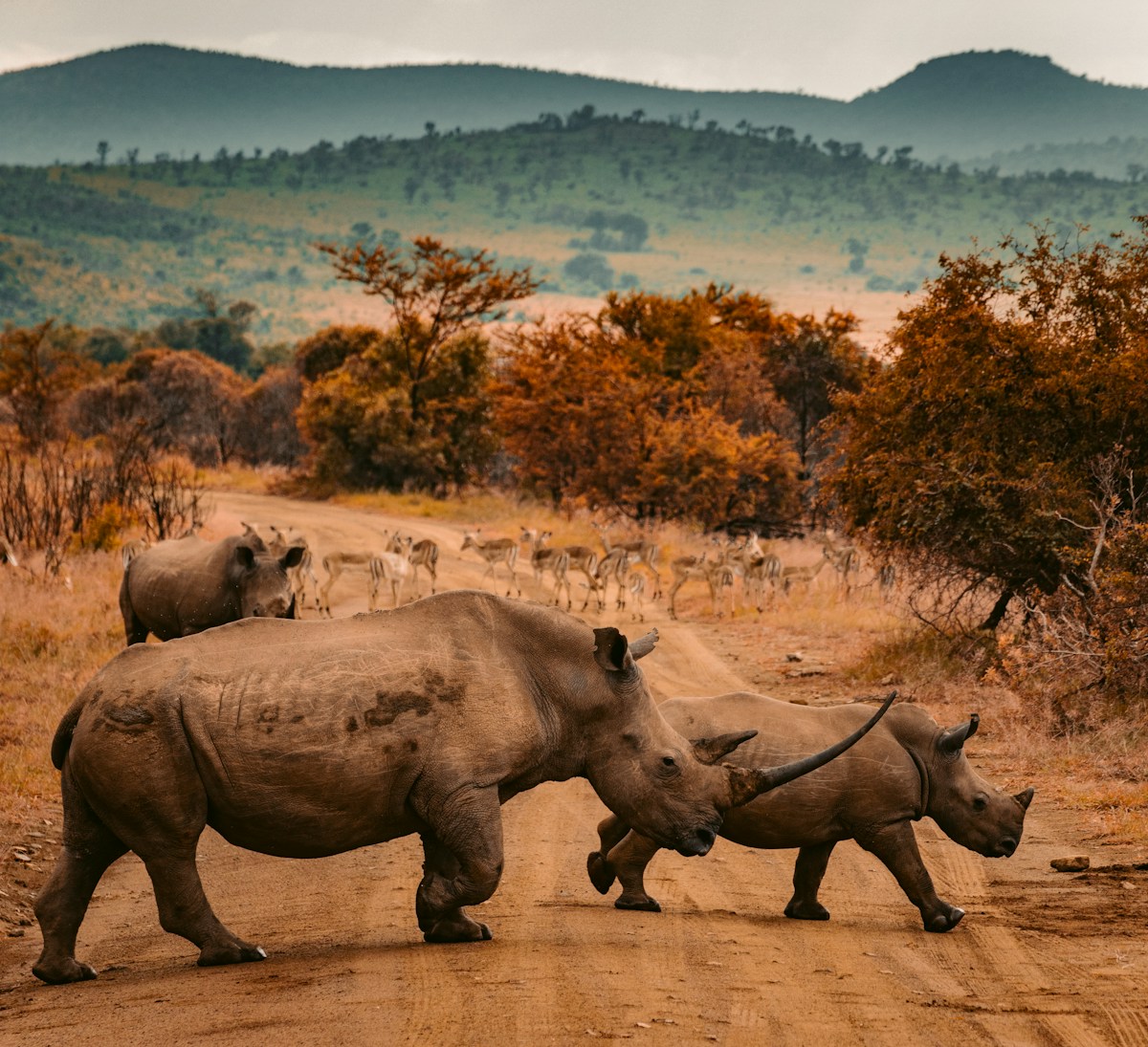 White rhinos and calf crossing a dirt track in the KwaZulu-Natal bushveld, South Africa