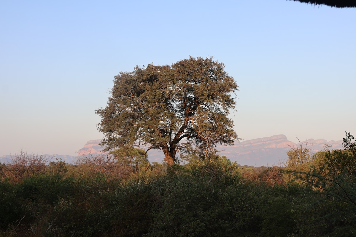 Lone tree in the Limpopo bushveld at dusk with flat-topped mountains in the background, near Hoedspruit, South Africa