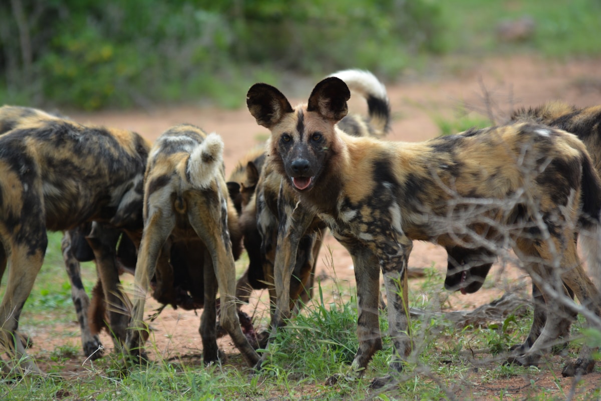 Pack of African wild dogs in the South African bush — Madikwe Game Reserve
