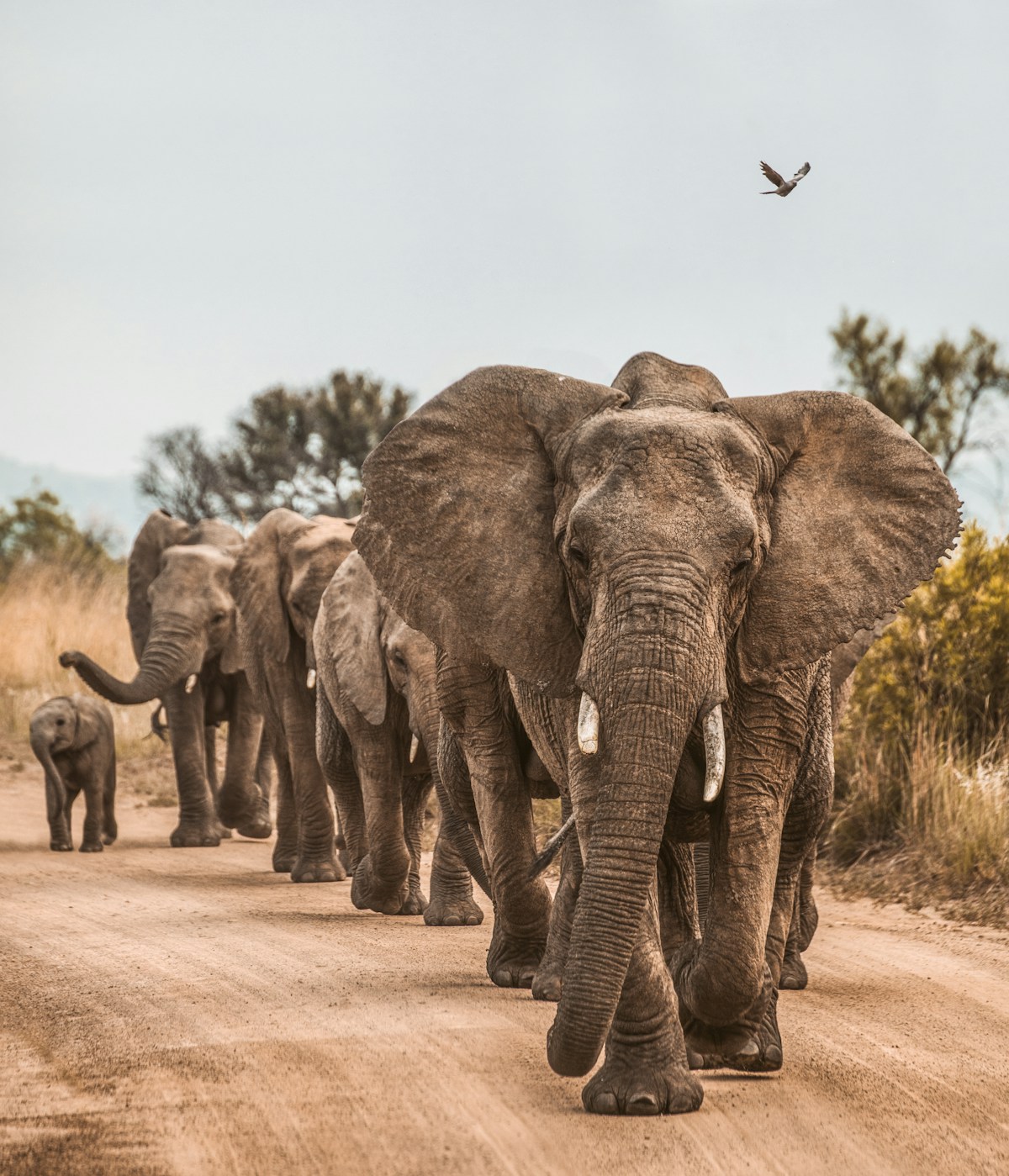 Elephant herd walking down a dirt road in a malaria-free South African game reserve