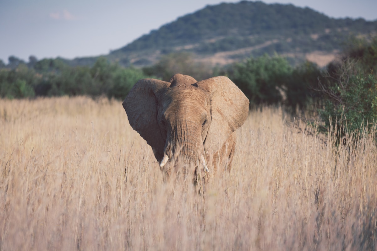 Elephant standing in tall dry grass at Pilanesberg National Park, North West province, South Africa