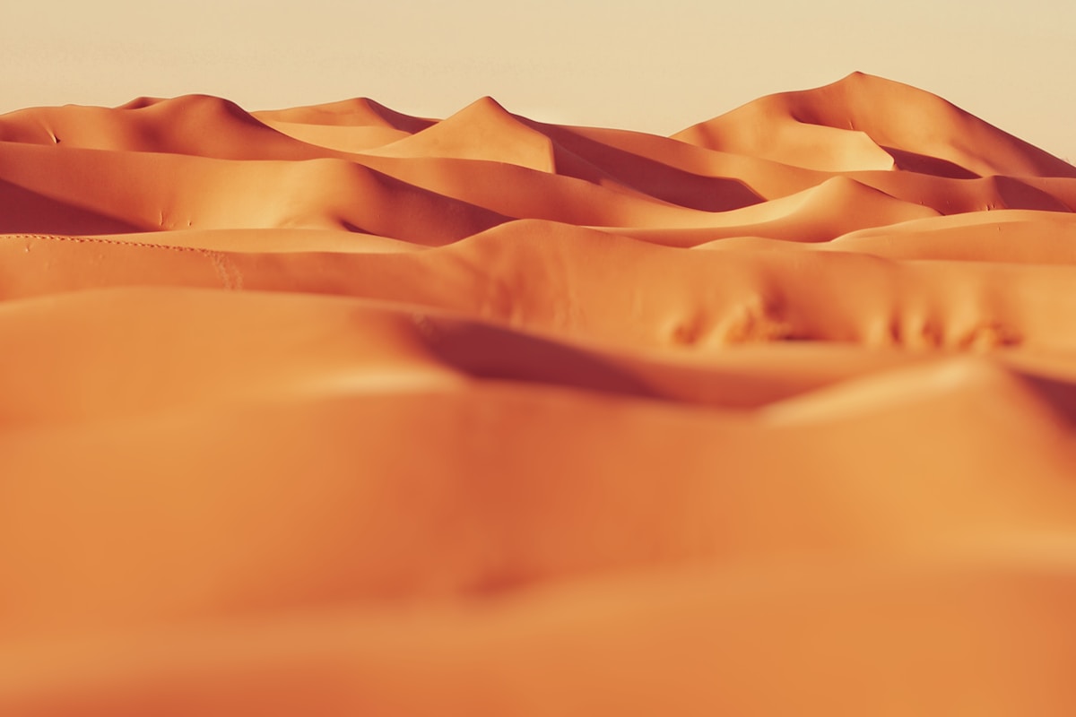 A lion on a red dune in the Kgalagadi Transfrontier Park