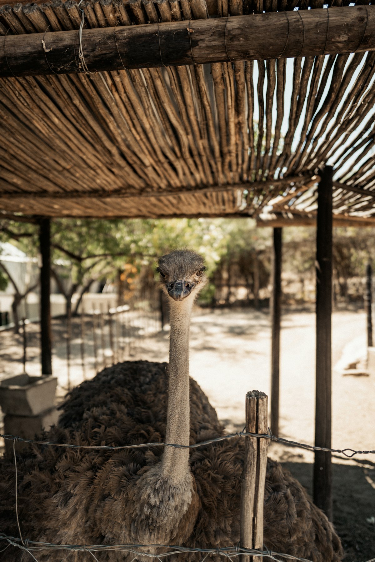 Ostrich under a thatched shelter at an ostrich farm in Oudtshoorn, Klein Karoo