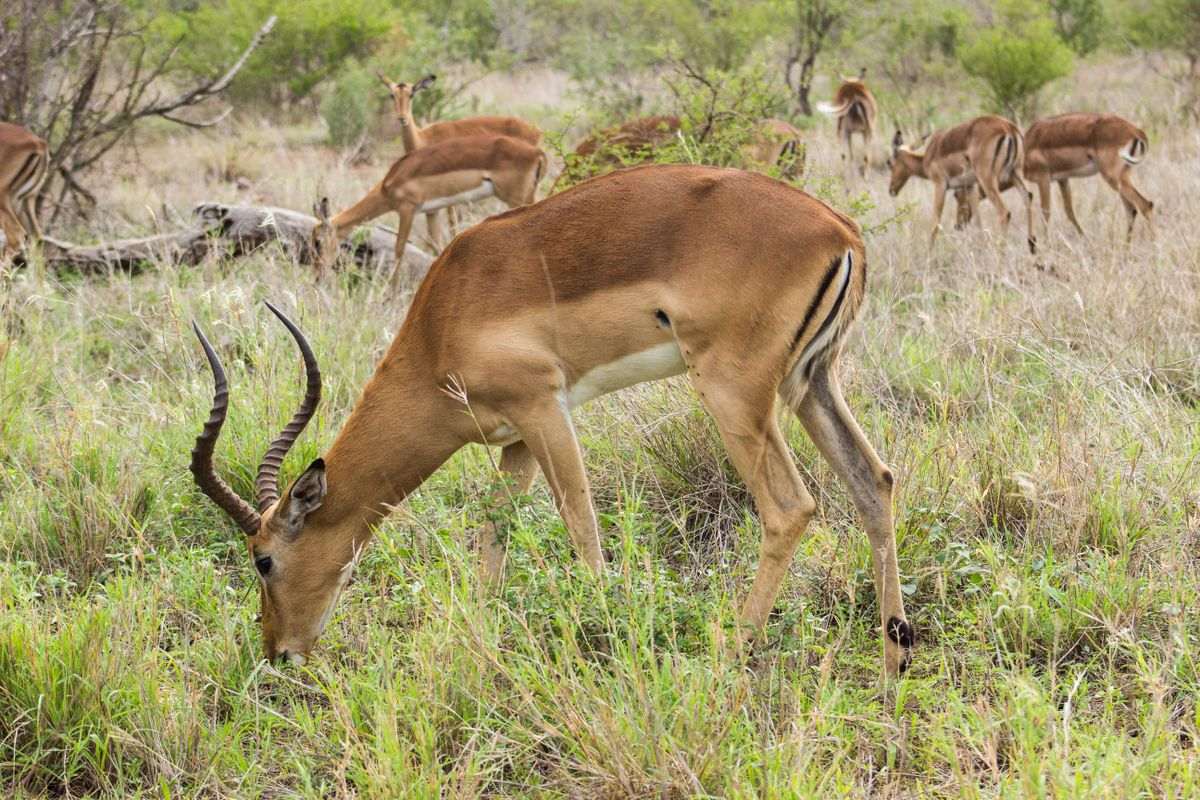 Impala herd grazing in South African bushveld near Phalaborwa, Limpopo