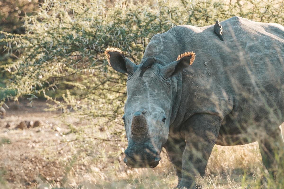 White rhino in Pilanesberg National Park, North West Province, South Africa