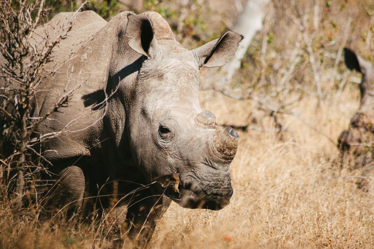Close-up of a dehorned white rhinoceros in dry South African bushveld, North West province