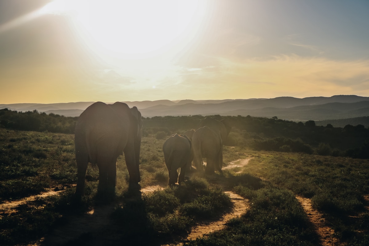 Herd of elephants walking a dirt track into the sunset, Eastern Cape, South Africa