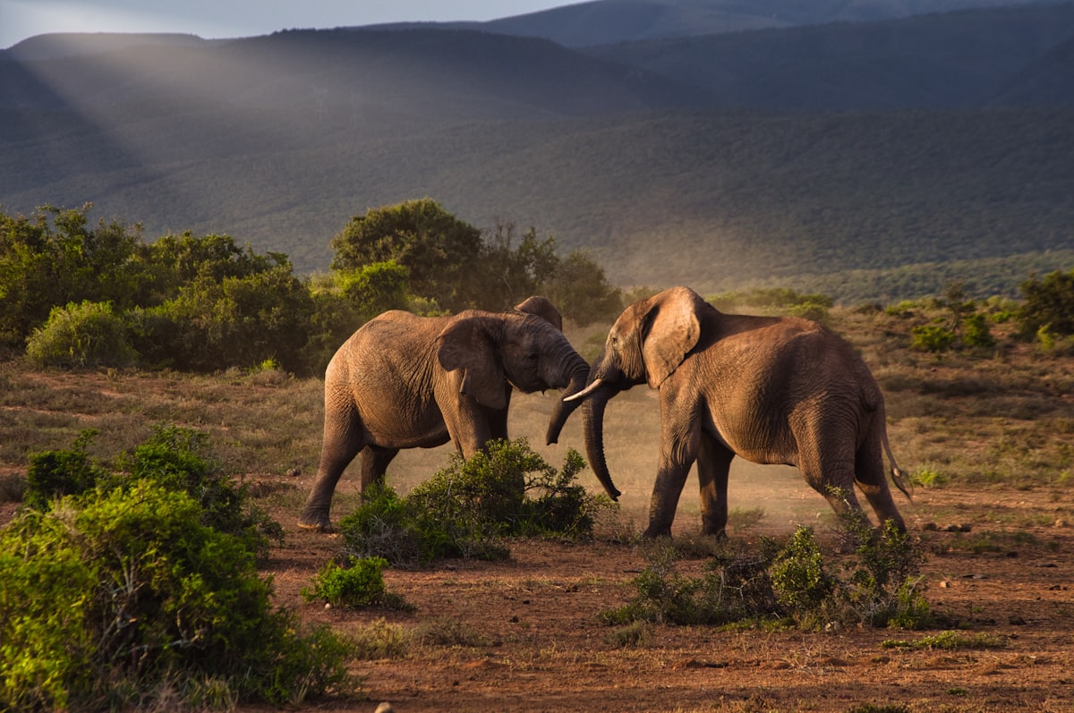 Two elephants interacting at Addo Elephant National Park near Port Elizabeth in the Eastern Cape