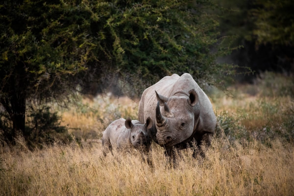 Rhino mother and calf standing in golden grassland scrub, South Africa