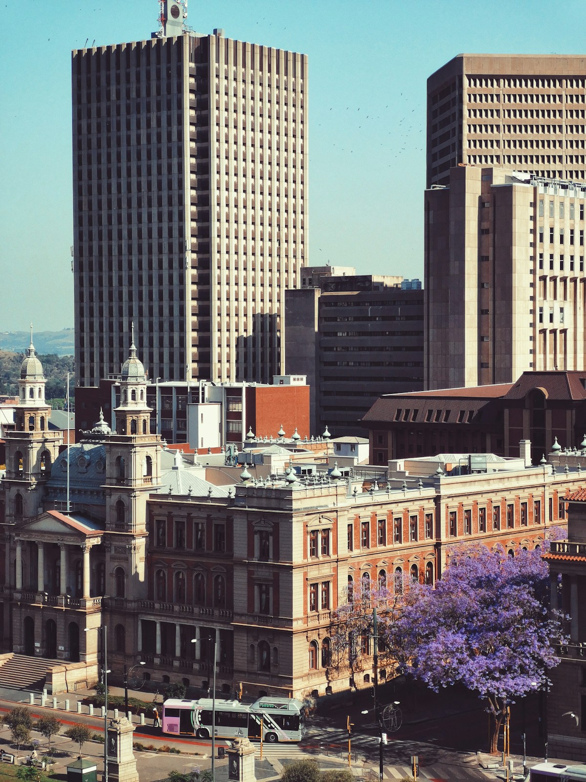 Pretoria city centre skyline with colonial-era buildings and a jacaranda tree in purple bloom, Tshwane, South Africa
