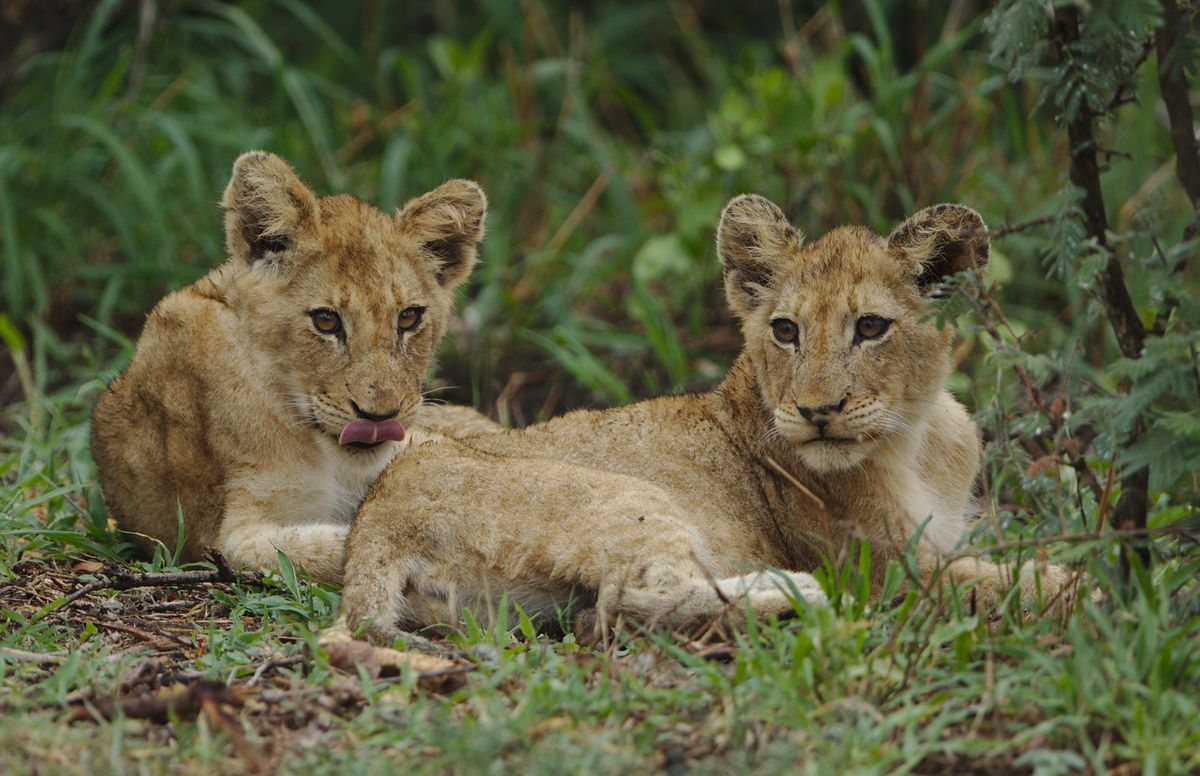 Two lion cubs lying in green African bush, Sabi Sand Game Reserve, South Africa