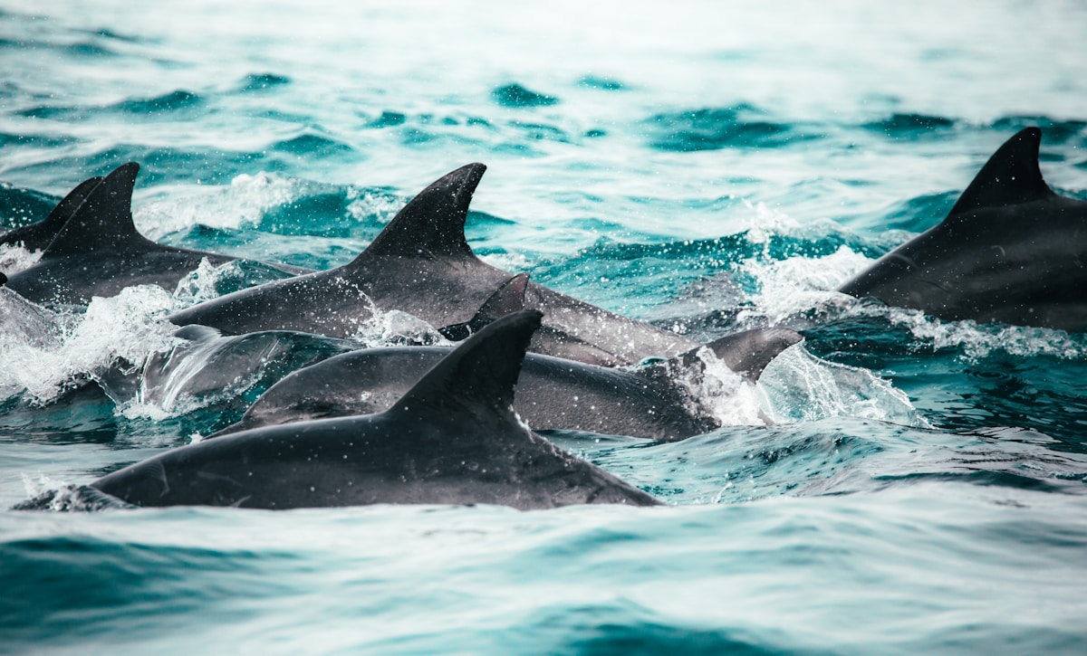 Pod of dolphins swimming in the ocean off the South African coast; Sardine Run, KwaZulu-Natal