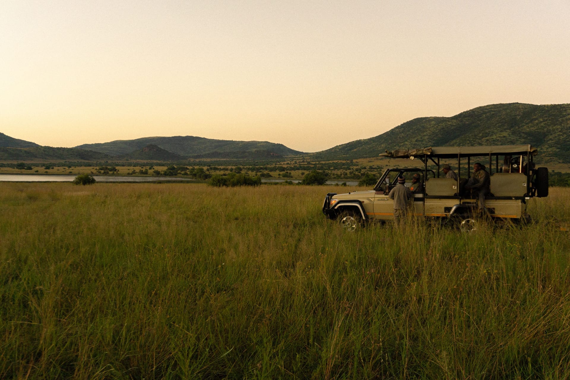 White rhinos grazing in open bush at Kruger National Park, South Africa