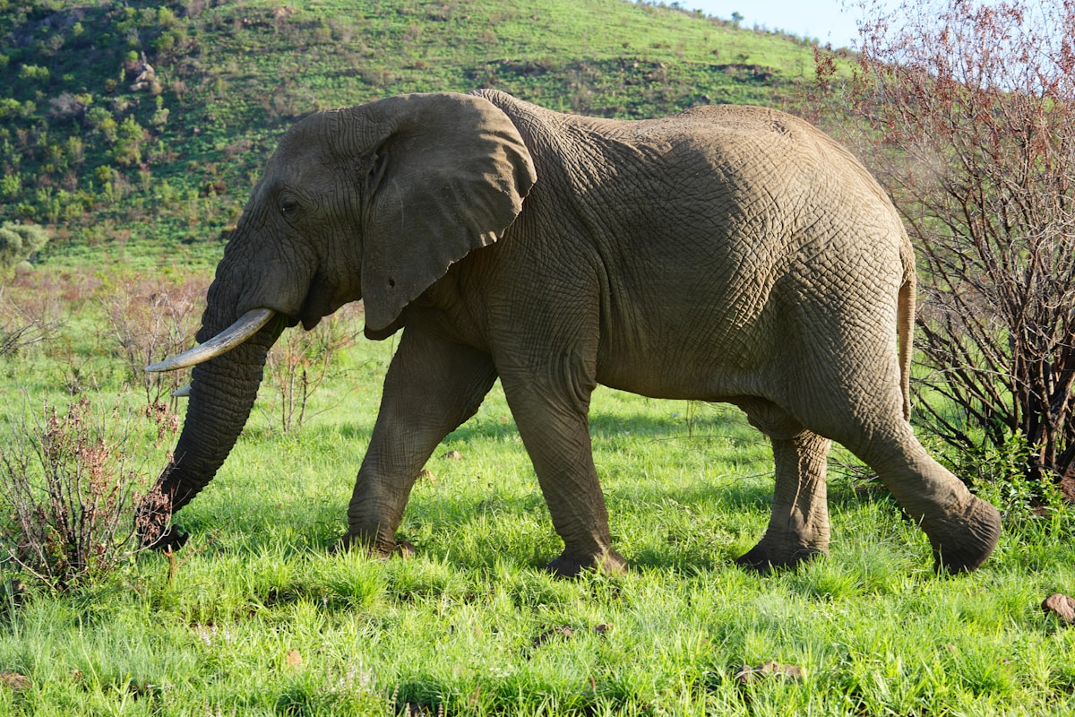 An African elephant walking through green bush, Pilanesberg, South Africa