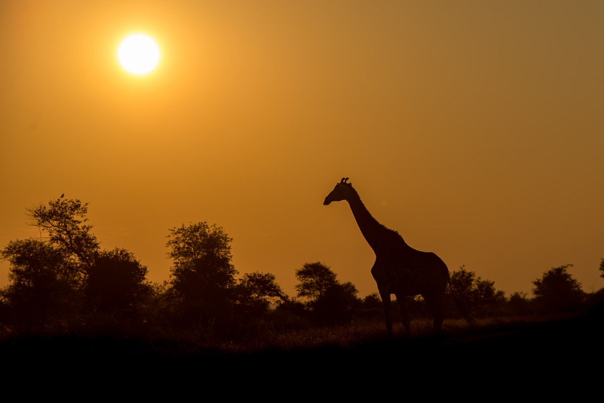 Giraffe silhouette in Kruger National Park — South Africa in June