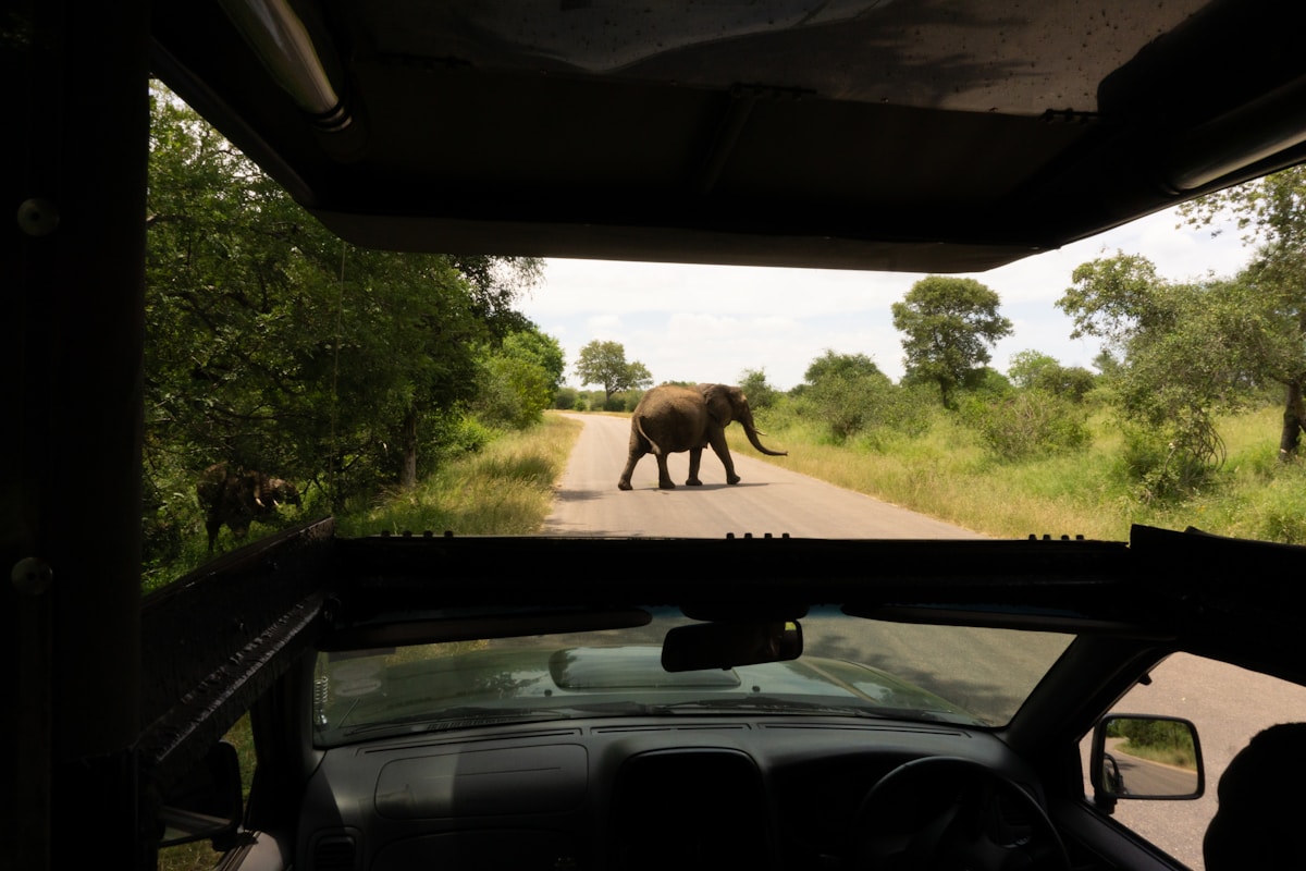 Elephant crossing the road in Kruger National Park — South Africa in May