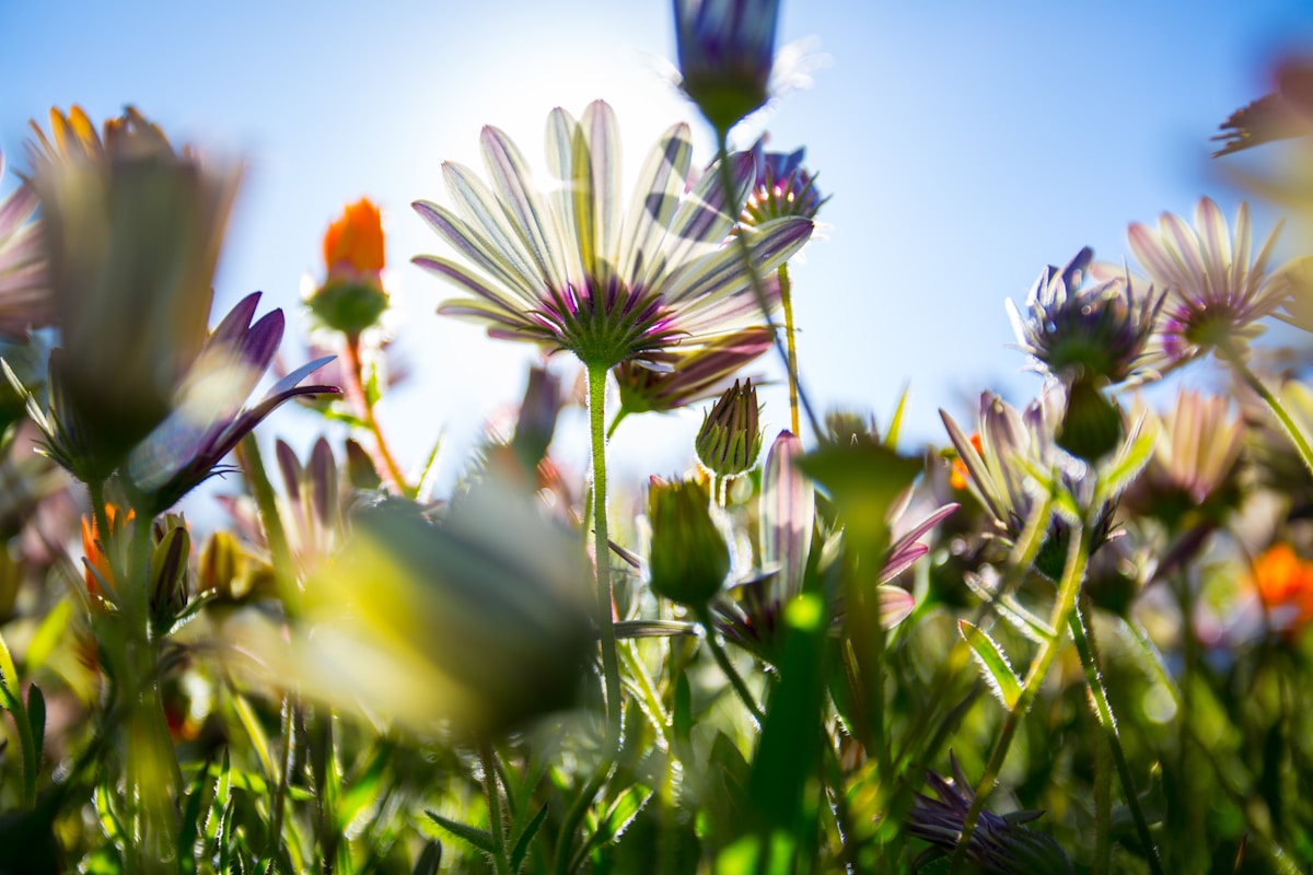 Colourful spring flowers in South Africa — South Africa in November