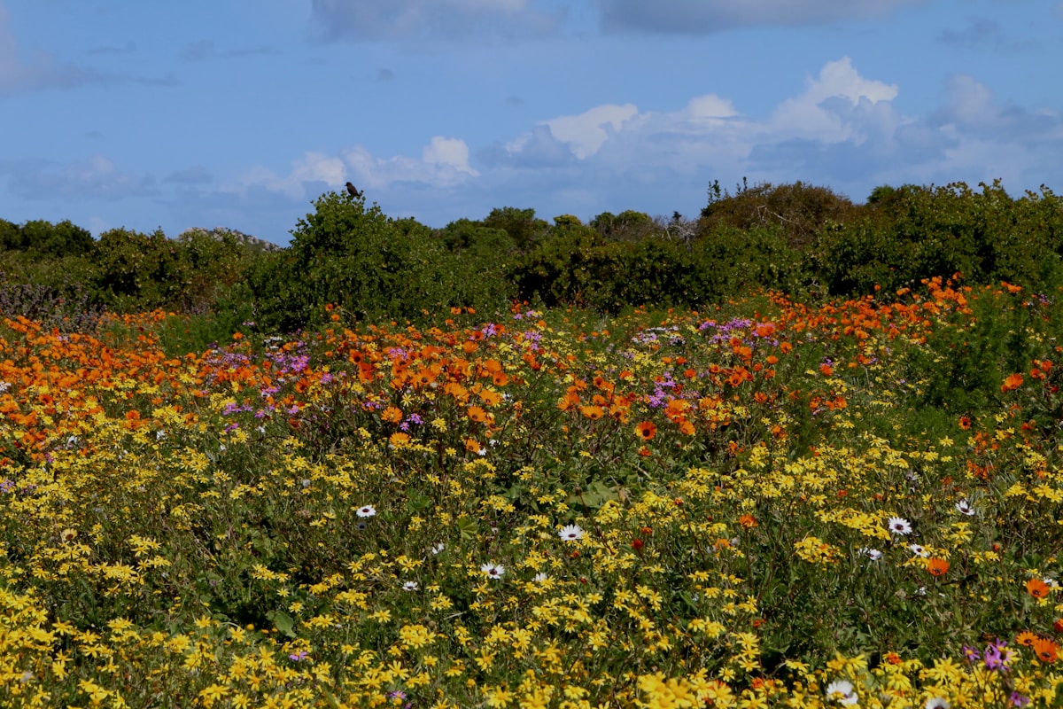 Field of wild flowers, West Coast National Park — South Africa in October
